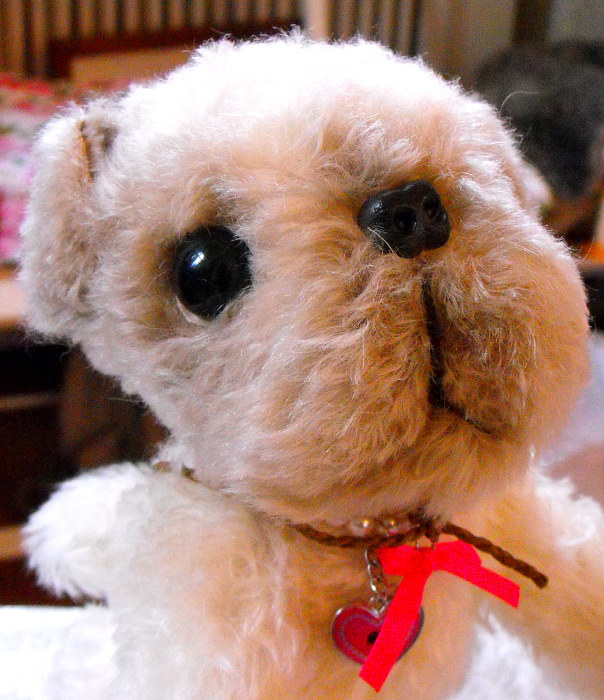 White Pug
